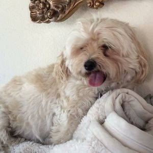 Meet your Posher, Penny
